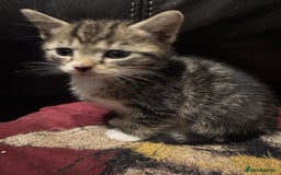 British Shorthair cats for sale: Cute little tabbies ready for their new home. - Image 1