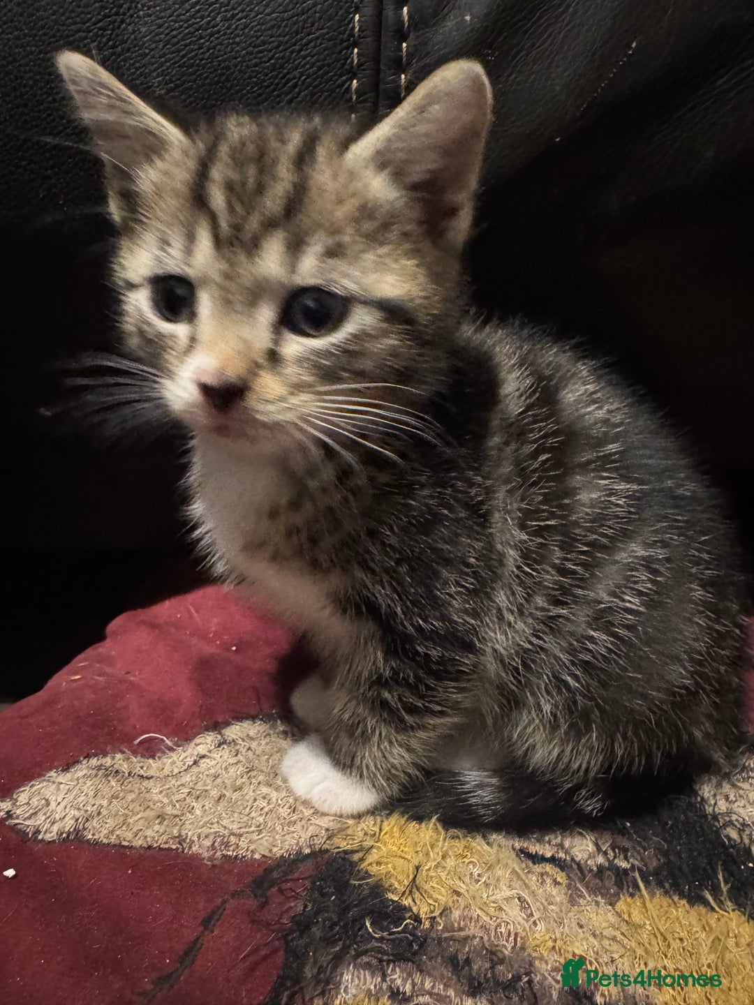 British Shorthair cats for sale: Cute little tabbies ready for their new home. - Image 1