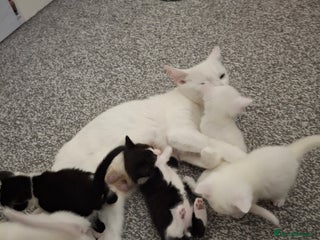 Asian cats - Advert 2