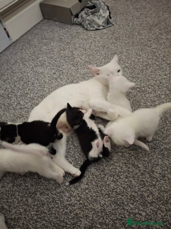 Asian cats - Advert 2