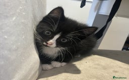 Mixed Breed cats for sale: Two male kittens looking for a loving home - Image 7