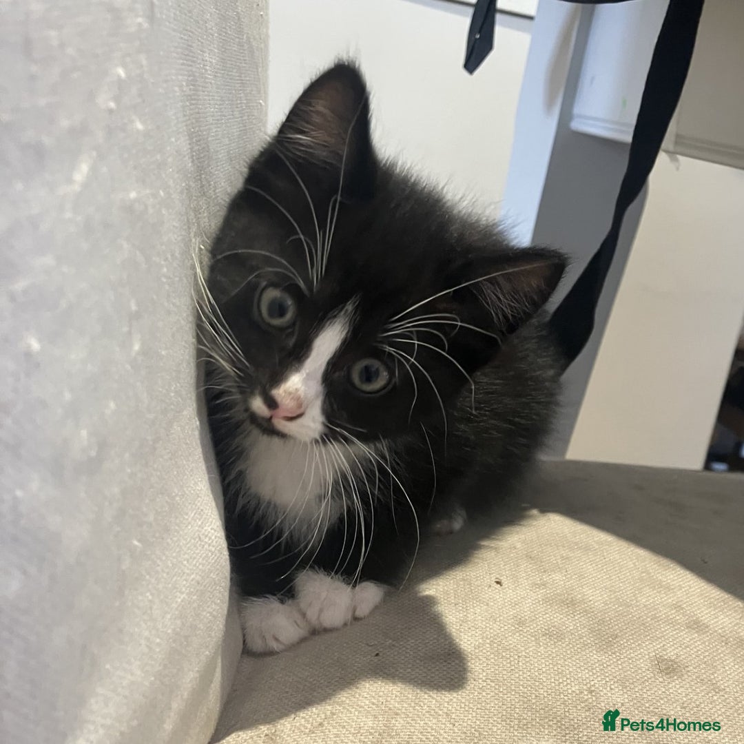 Mixed Breed cats for sale: Two male kittens looking for a loving home - Image 7