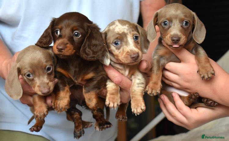 Dachshund dogs - Advert 1