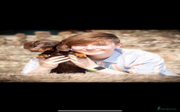 Miniature Dachshund dogs for stud: KC Registered Miniature Smooth Haired Stud - Image 3