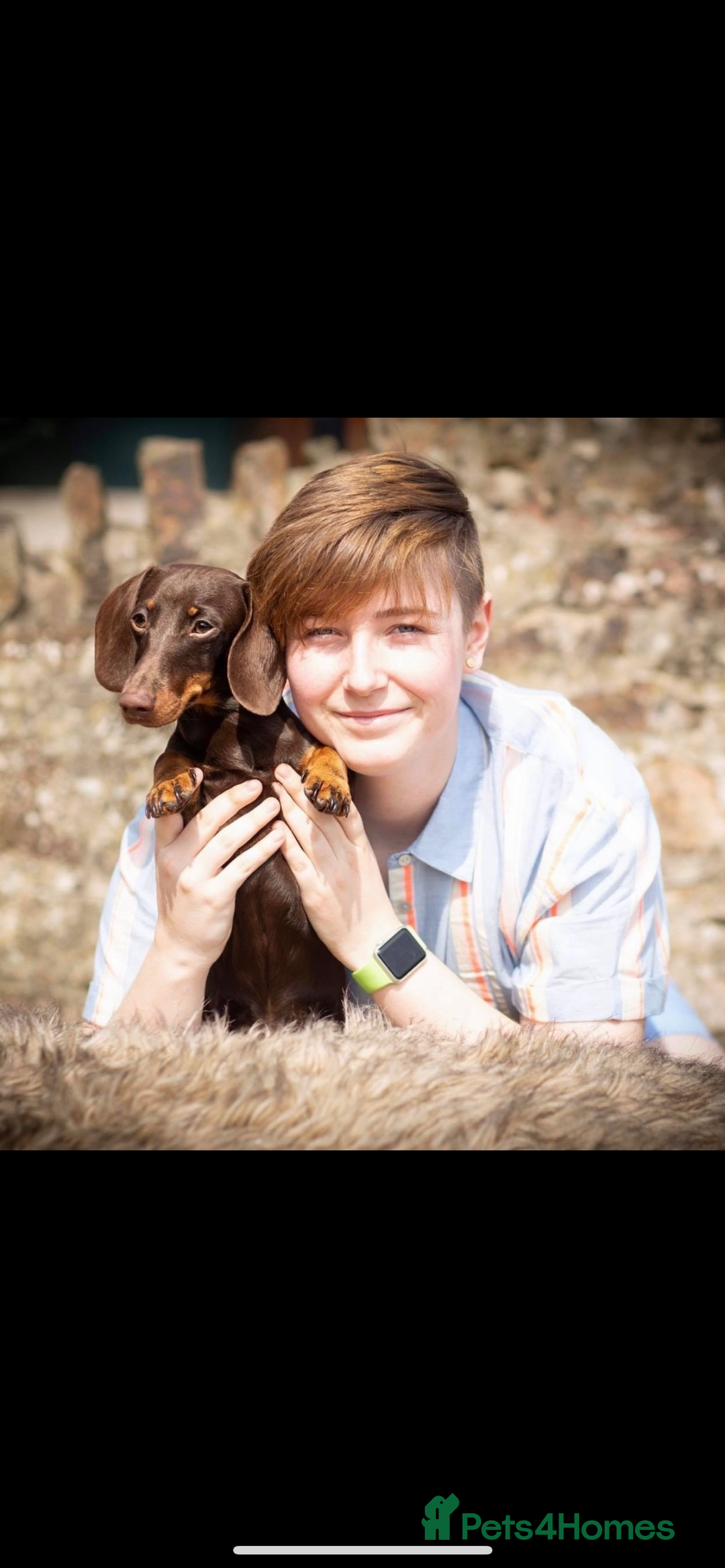 Miniature Dachshund dogs for stud: KC Registered Miniature Smooth Haired Stud - Image 3