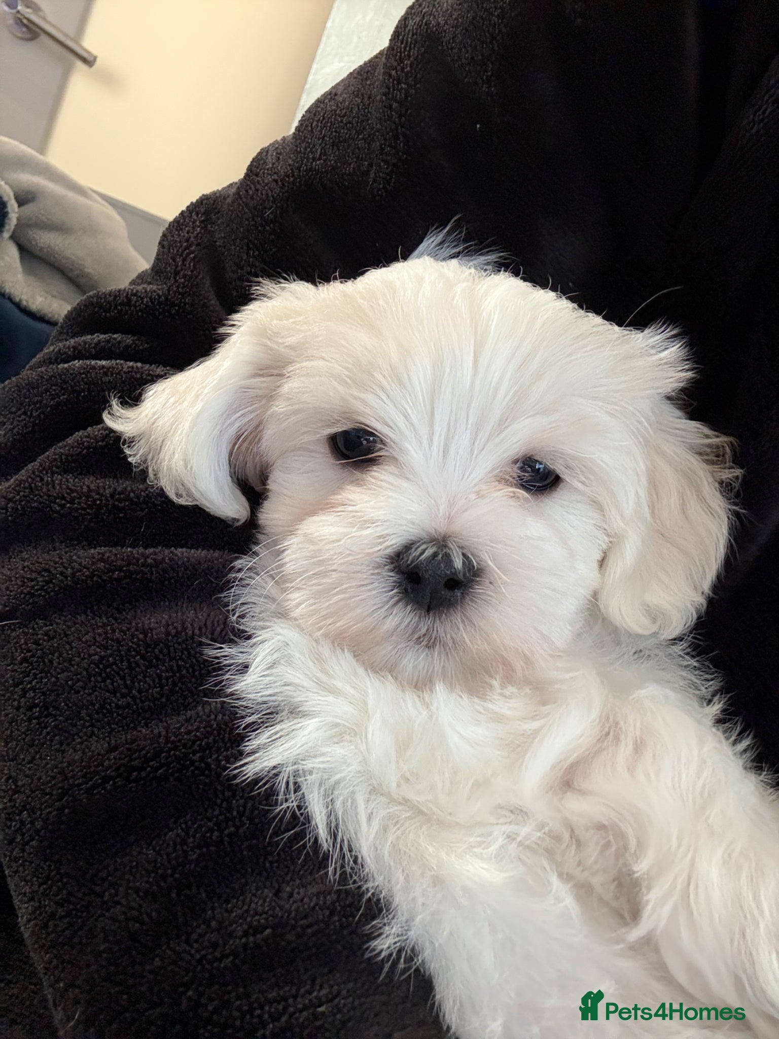 Bichon Frise dogs Bichon Puppies for sale - Advert 2