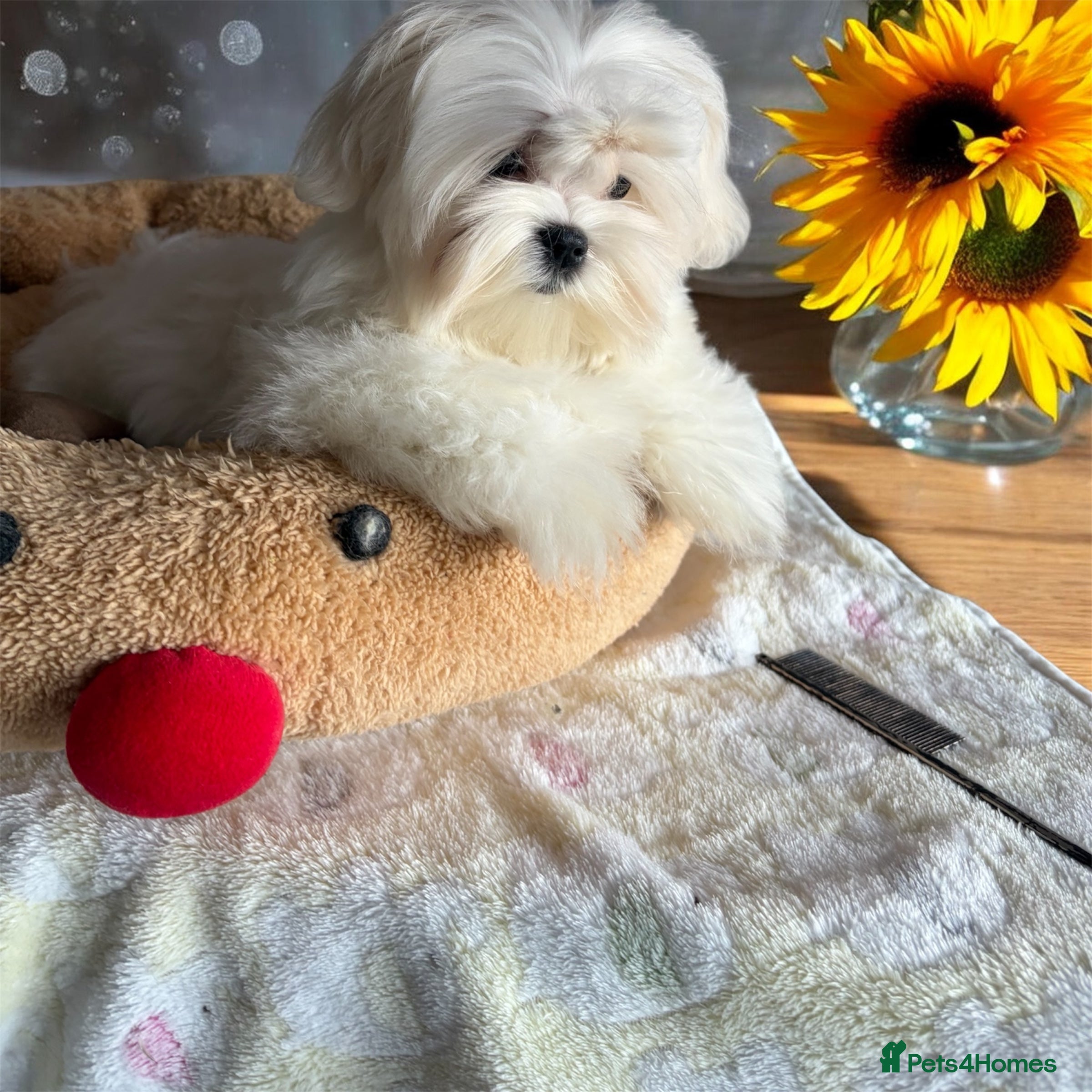 Maltese dogs 💎Last boy 💎 Maltese Korean puppy - Advert 15