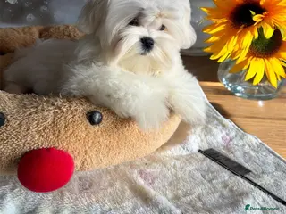 Maltese dogs 💎Last boy 💎 Maltese Korean puppy - Advert 15
