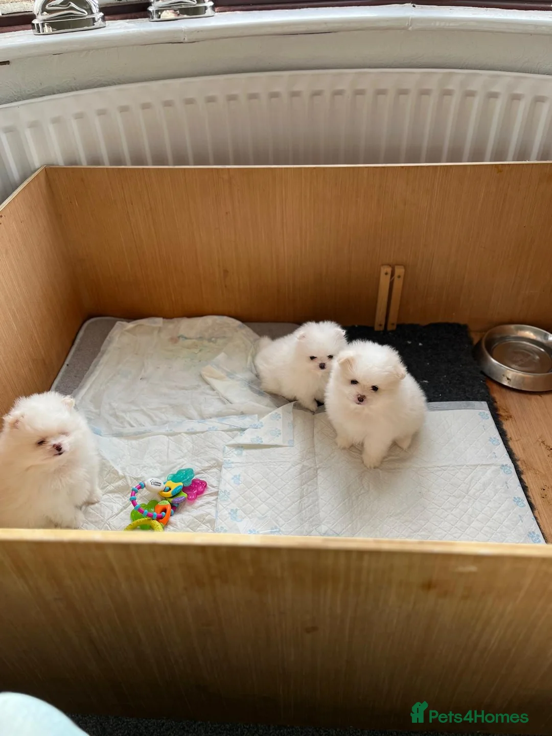 Pomeranian dogs for sale:  Pure white pomeranian puppies ready to leave  - Advert 9