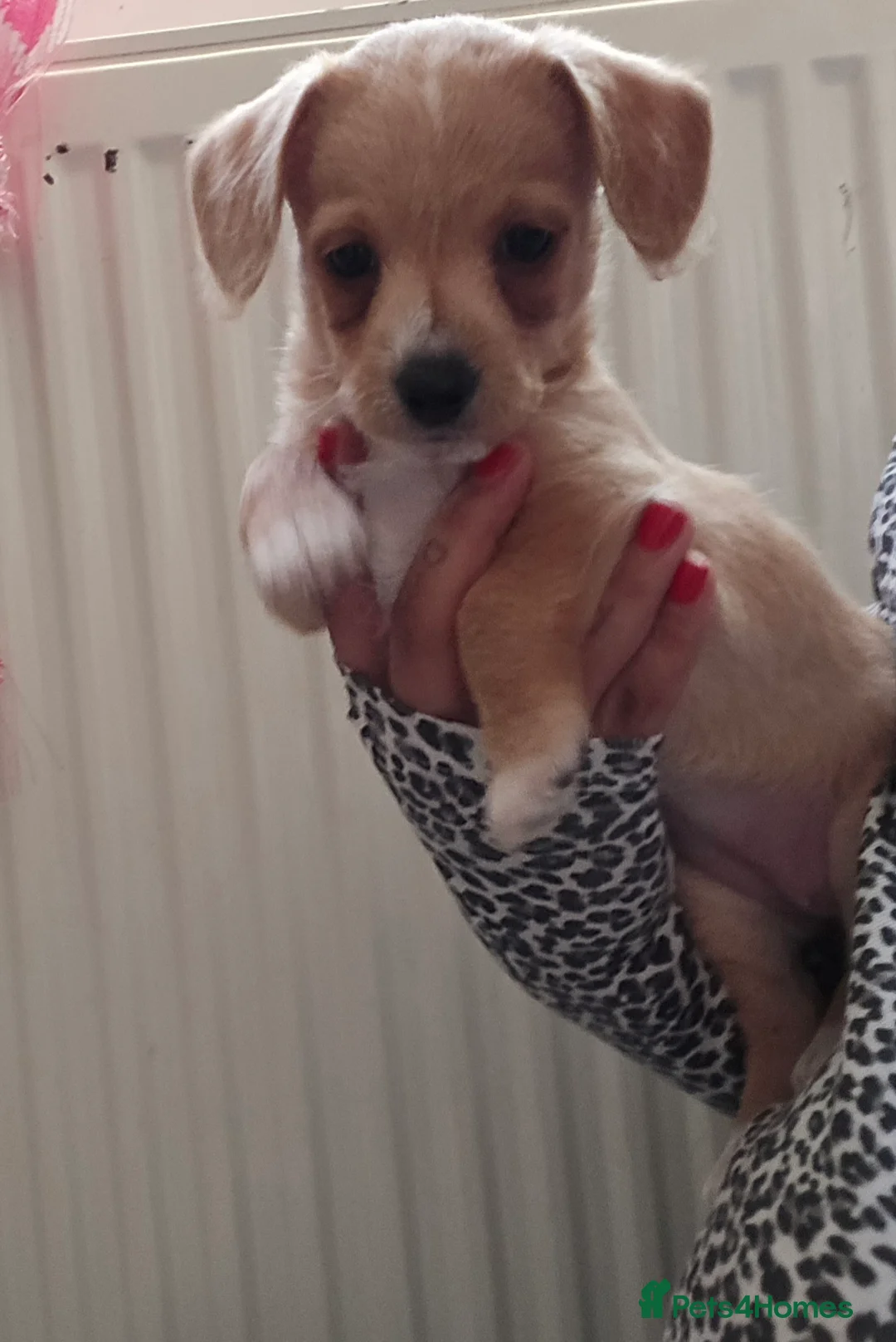 Jackapoo dogs for sale: Beautiful jackapoo  - Advert 4