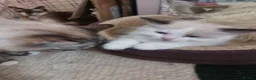 Ragdoll cats for sale: THREE SUPERB RAGDOLL BOYS - Advert 15