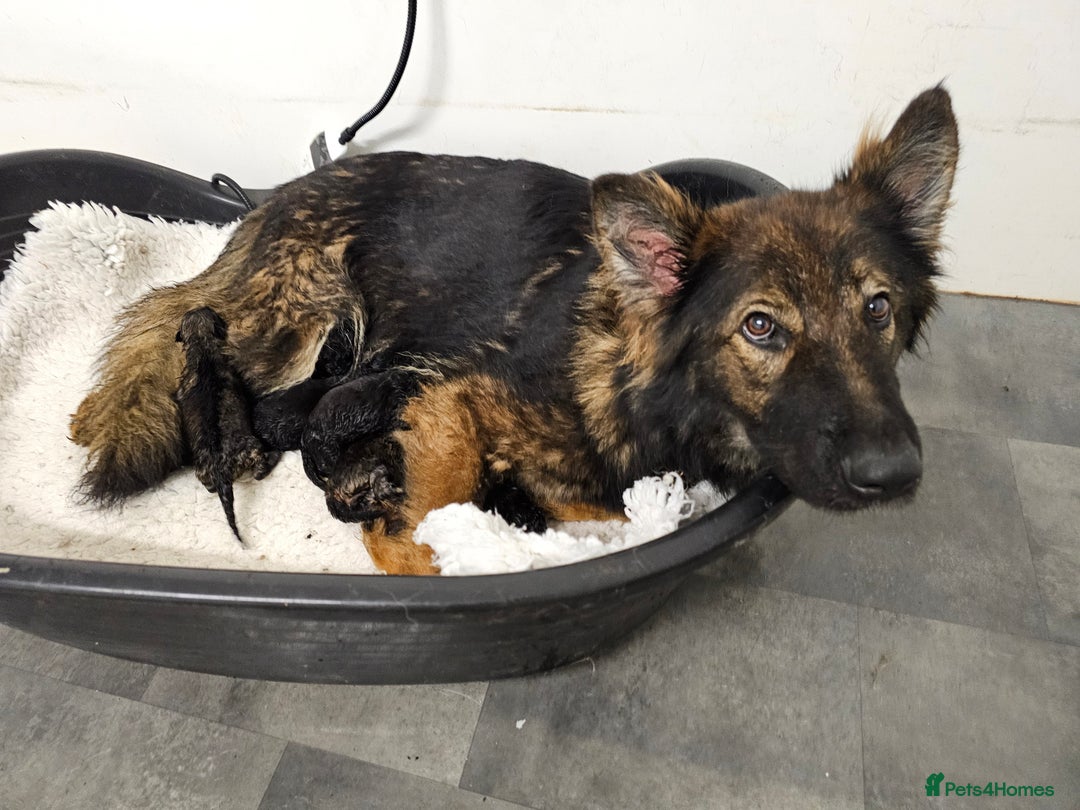 German Shepherd dogs for sale: German Shepherd puppies Kc registered  - Advert 13