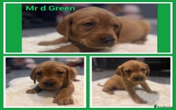 Labrador Retriever dogs for sale: KC REGISTERED FOX RED LABRADOR PUPPY  - Image 20