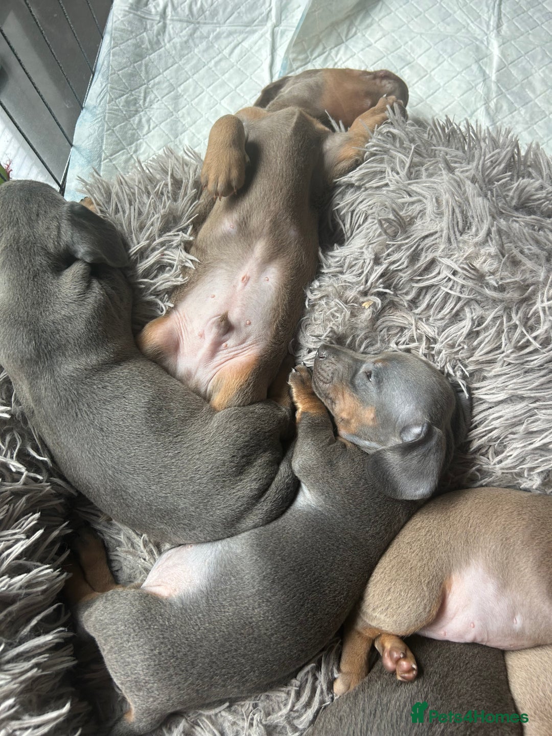 Miniature Dachshund dogs for sale:  Beautiful cute Miniatures dachshund  in Liverpool - Image 20
