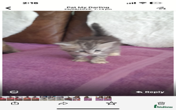 Siberian cats for sale: Siberian GCCF. kittens no hidden cost ready 6 oct  - Image 11