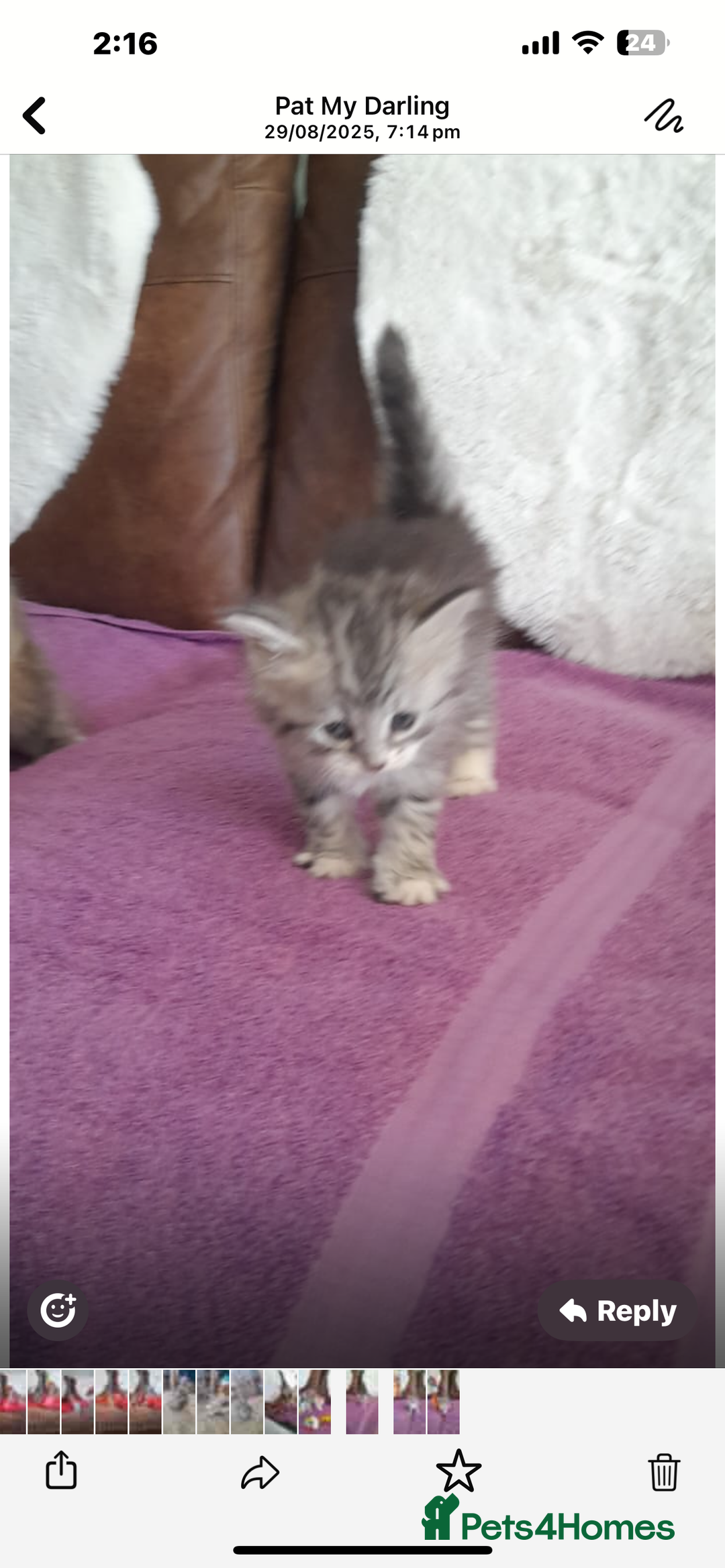 Siberian cats for sale: Siberian GCCF. kittens no hidden cost ready 6 oct  - Image 11