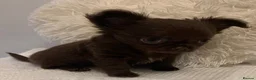 Chihuahua dogs for sale:  TINY CHOCOLATE LONGCOAT BOY - Advert 10
