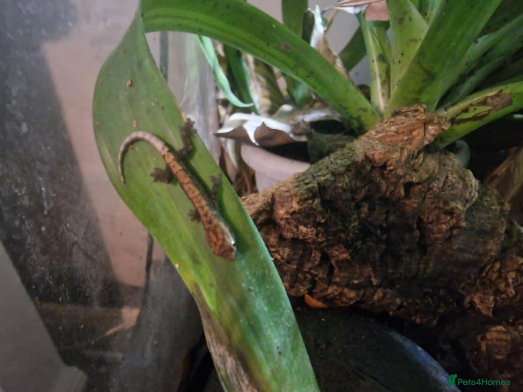Gecko reptiles for sale: Mourning Gecko hatchlings. - Image 12