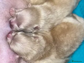 Pomeranian dogs 2 stunning Pomeranian boys available. - Advert 2