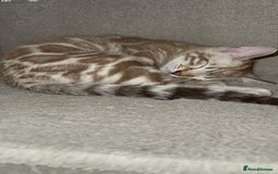 Bengal cats for sale: 🏡Stunning Tica registered Bengal Kittens  🐾 - Image 24