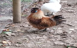Chickens poultry for sale: Silkie chickens COCKERALS - Image 3