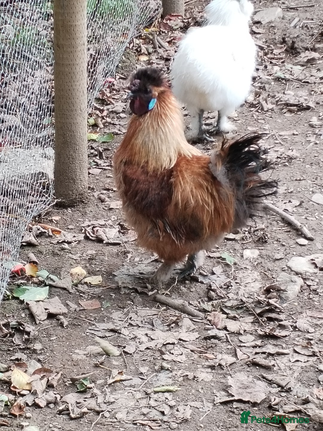 Chickens poultry for sale: Silkie chickens COCKERALS - Image 3