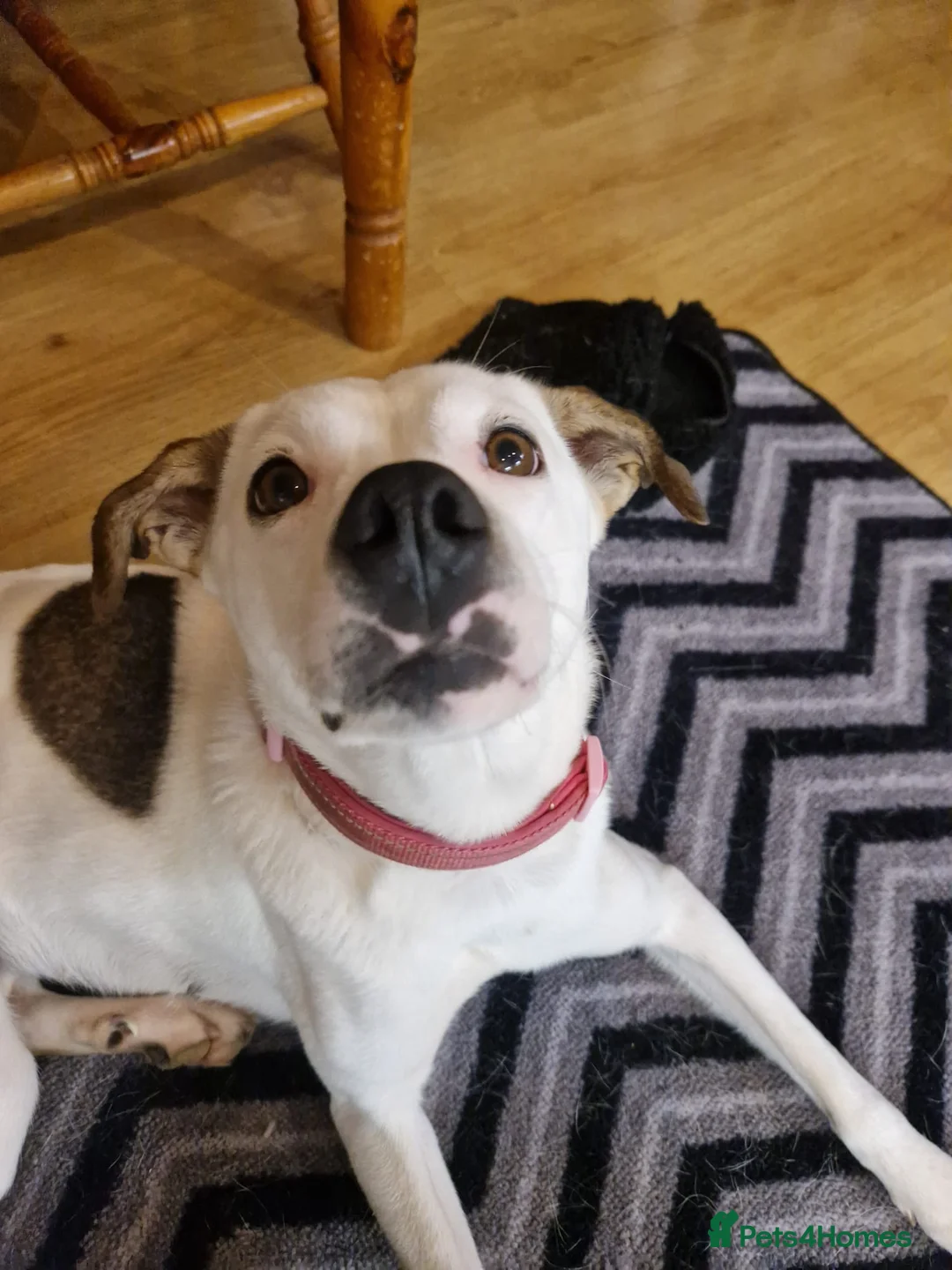 Mixed Breed dogs for adoption: Hannah, 2-3 yrs old. Available for adoption. - Advert 14