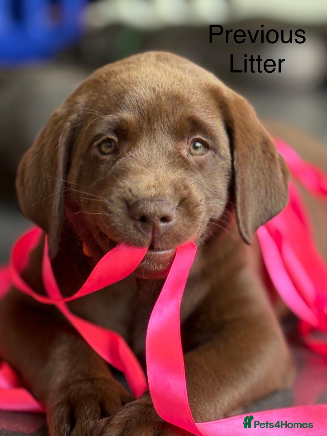 Labrador Retriever dogs for sale: Just a beautiful litter - Advert 9