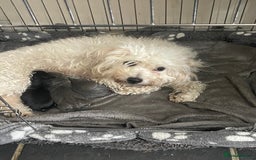 Mixed Breed dogs for sale: ✨ Miniature Dachshund × Bichon Puppies ✨ - Advert 2