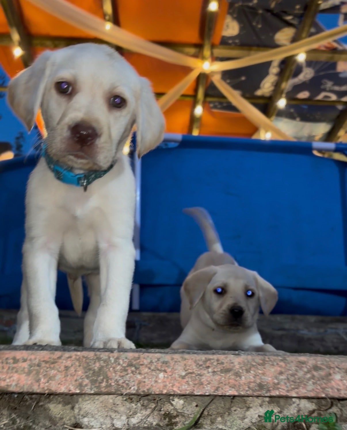 Labrador Retriever dogs ✨beautiful chunky pedigree Labradors✨ - Advert 12