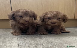 Bedlington Terrier dogs for sale: Bedlington terrier puppies  - Image 5