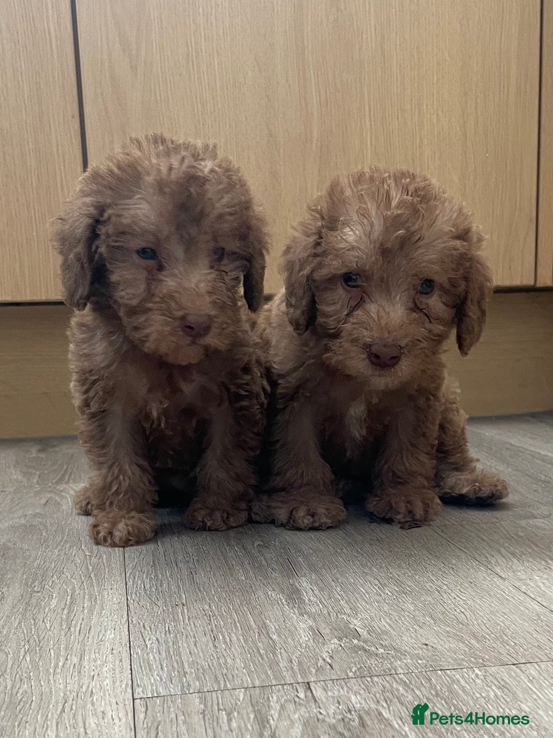 Bedlington Terrier dogs for sale: Bedlington terrier puppies  - Image 5