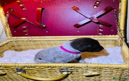 German Shorthaired Pointer dogs for sale: ⭐ 6 adorable German shorthaired pointer puppies ⭐️ - Advert 23