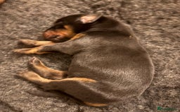 Dobermann dogs for sale: 🌟🌟KC Dobermanns - 38+ Champions in Bloodline🌟🌟 in London - Image 5