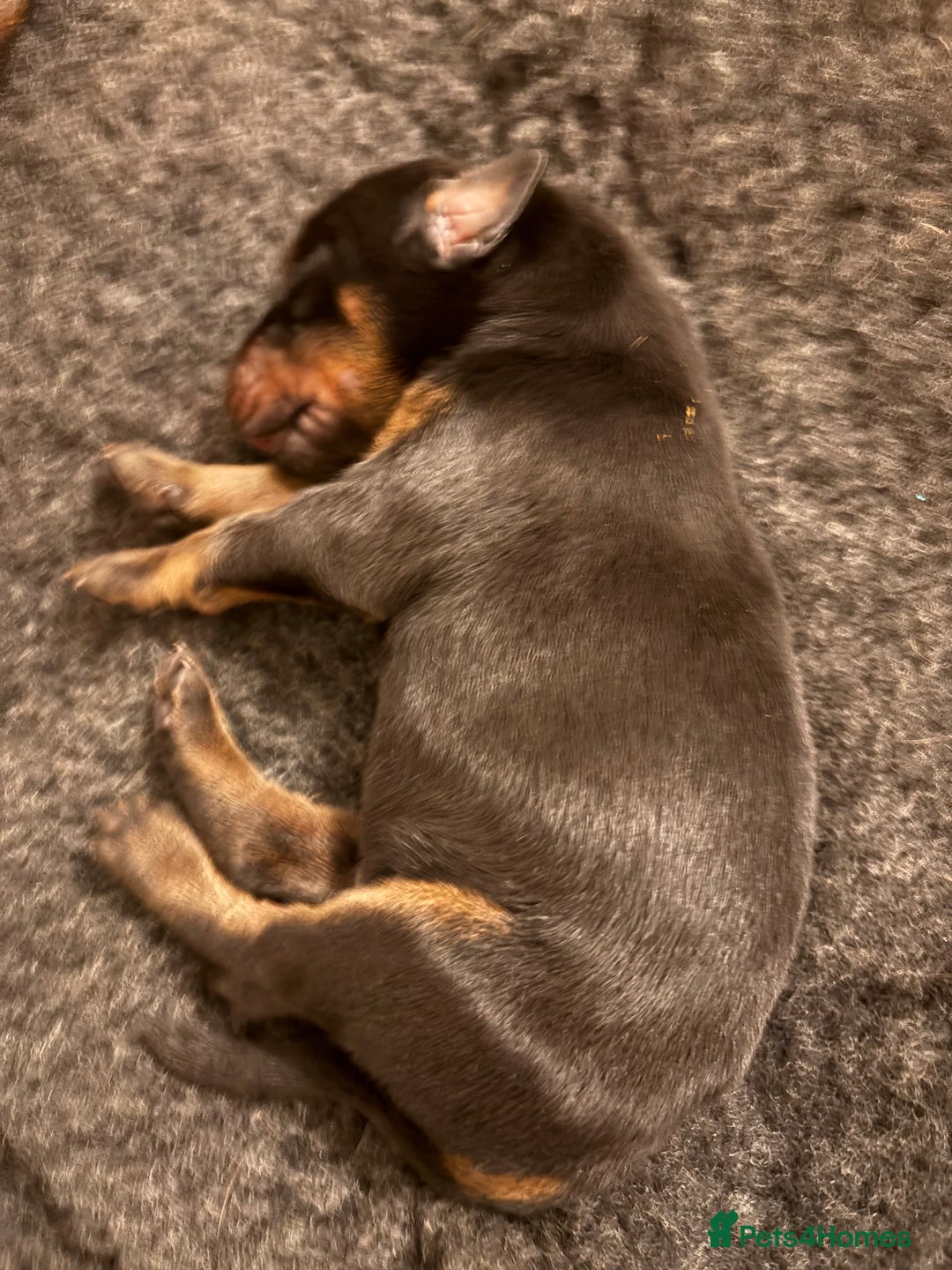 Dobermann dogs for sale: 🌟🌟KC Dobermanns - 38+ Champions in Bloodline🌟🌟 in London - Image 5