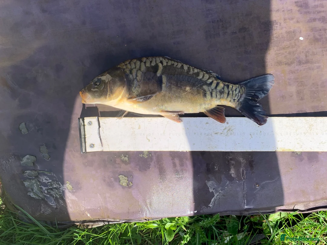 Koi Carp fish for sale: Mirror & Common Carp 6-8 Inches - Advert 2