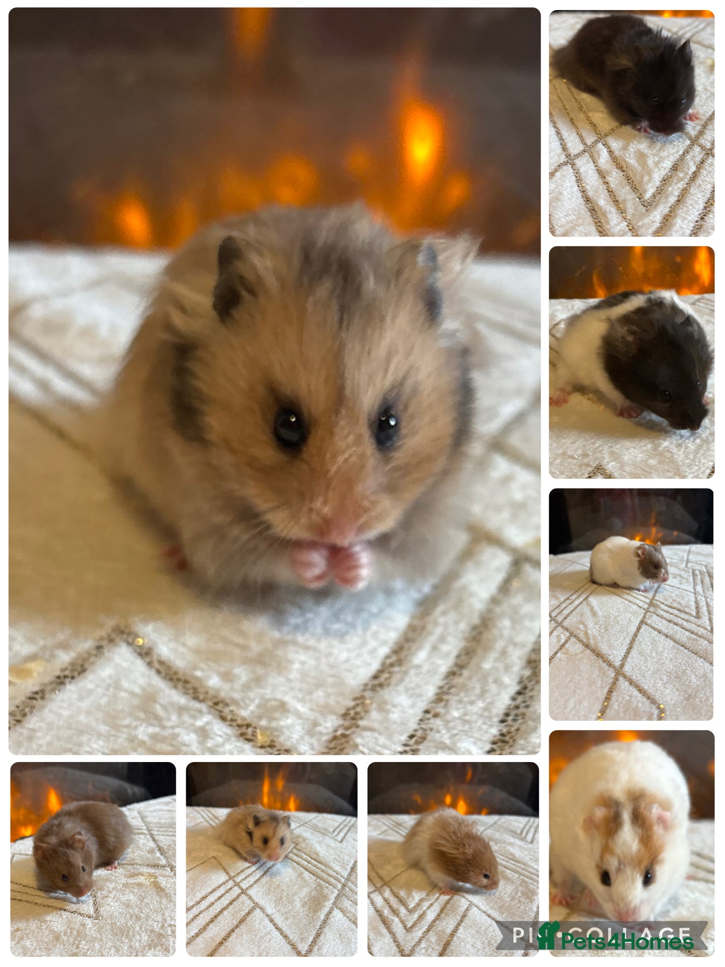 Hamster rodents Stunning long haired Syrian hamsters  - Advert 2