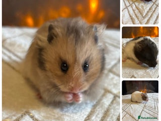 Hamster rodents Stunning long haired Syrian hamsters - Advert 2