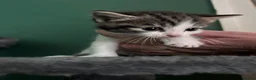 Domestic Shorthair cats for sale: Multiple litters  - Advert 4