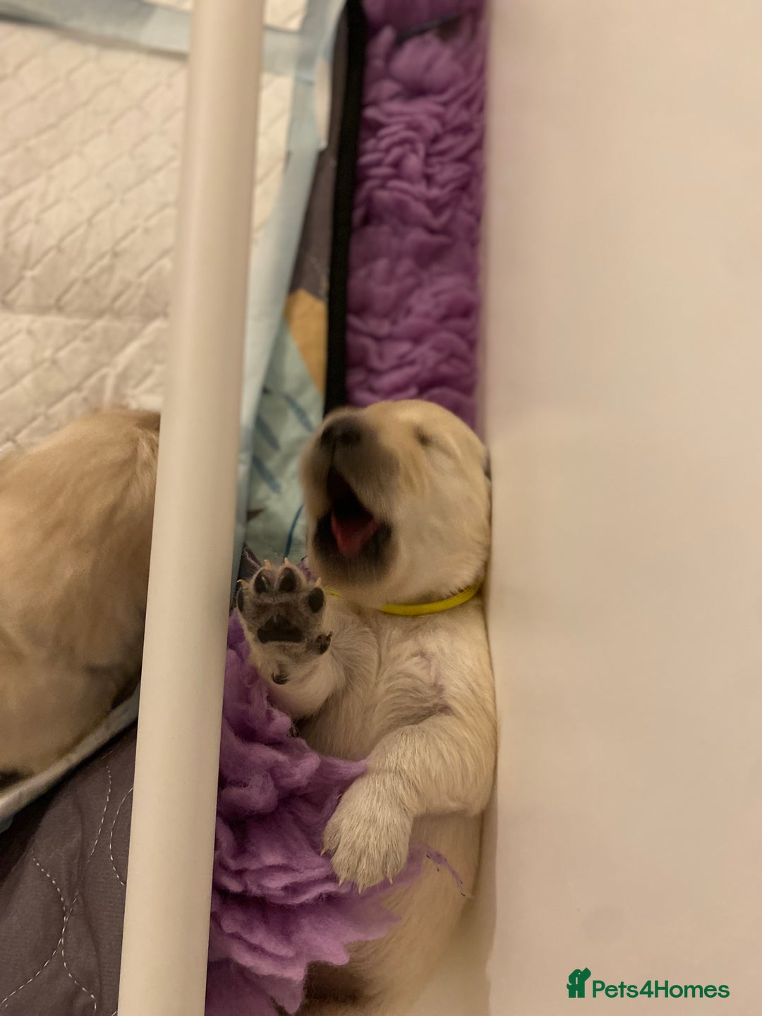 Golden Retriever dogs for sale: Fluffy Cream & Gold Golden Retriever Puppies - Image 10