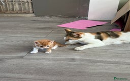 Mixed Breed cats for sale: One tabby boy left - Image 8