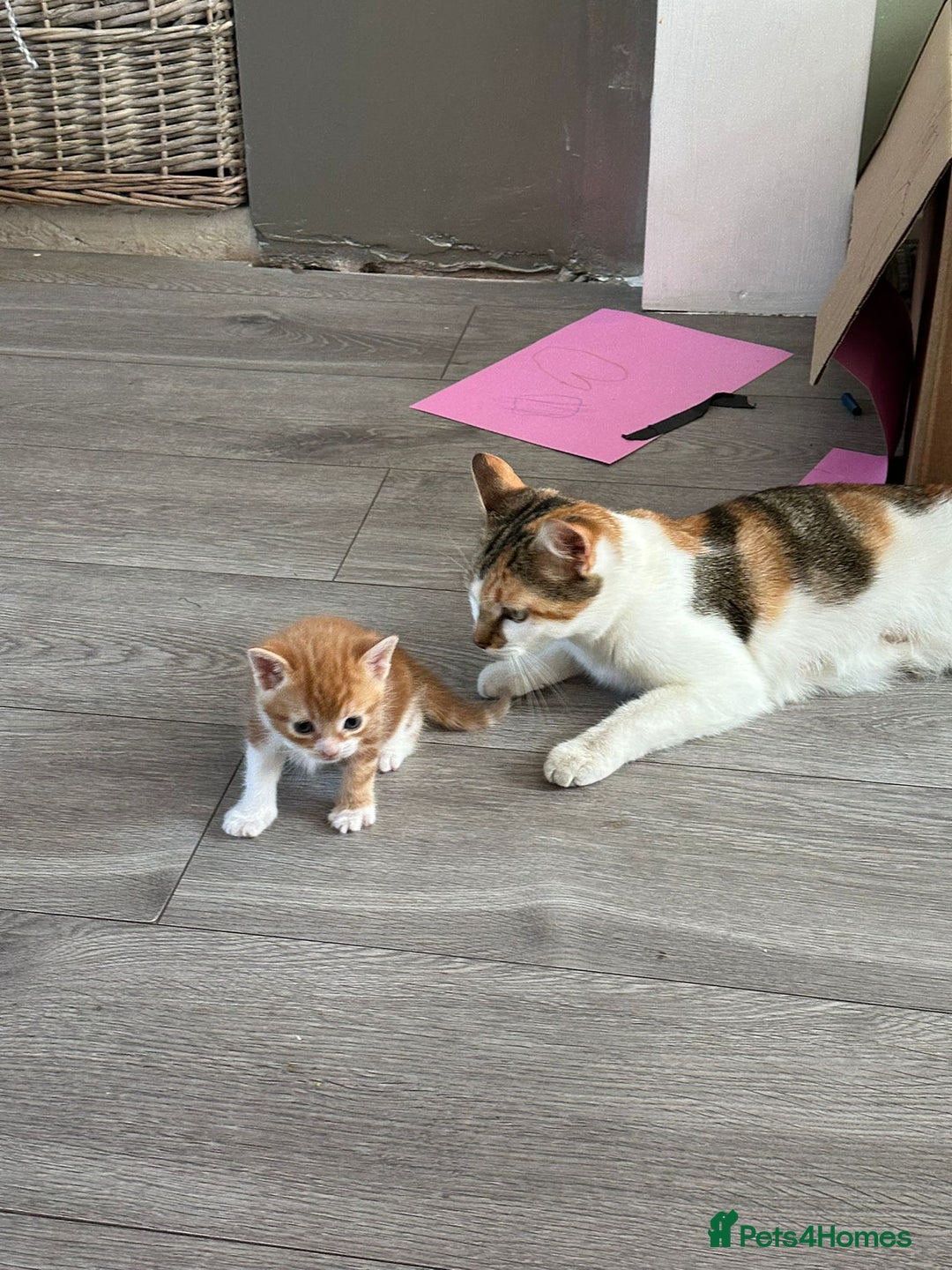 Mixed Breed cats for sale: One tabby boy left - Image 8