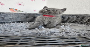 British Shorthair cats - Advert 9