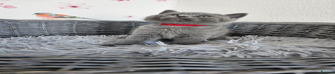 British Shorthair Kitten 6