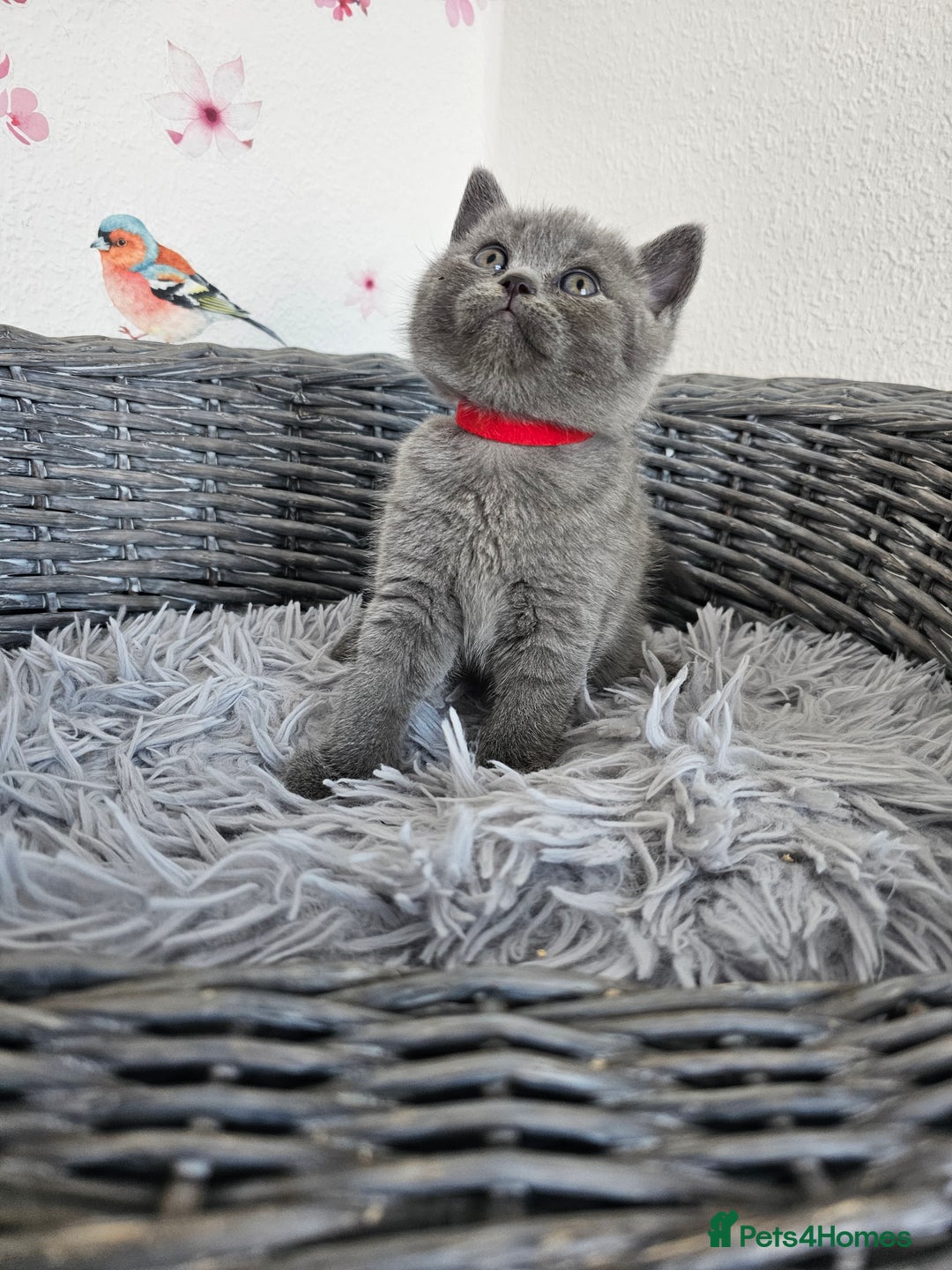 British Shorthair cats for sale: Gccf British Shorthair kittens  - Image 10