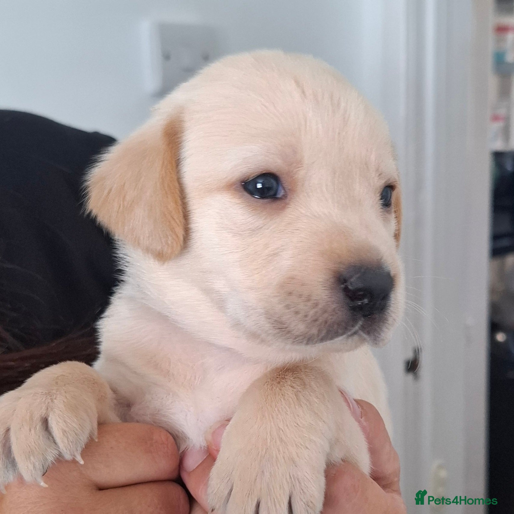 Labrador Retriever dogs **1 stunning boy remaining** - Advert 17