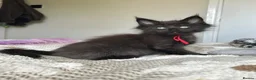 Maine Coon cats for sale: UPDATED - MAINE COON KITTENS. SOME POLYDACTYL  - Advert 36