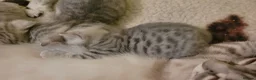 British Shorthair cats for sale: kittens looking for forever family  - Advert 21