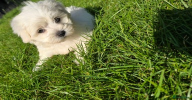 Maltese dogs - Advert 2
