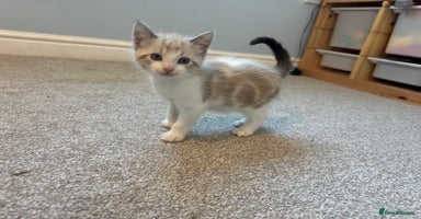 Mixed Breed cats - Advert 14